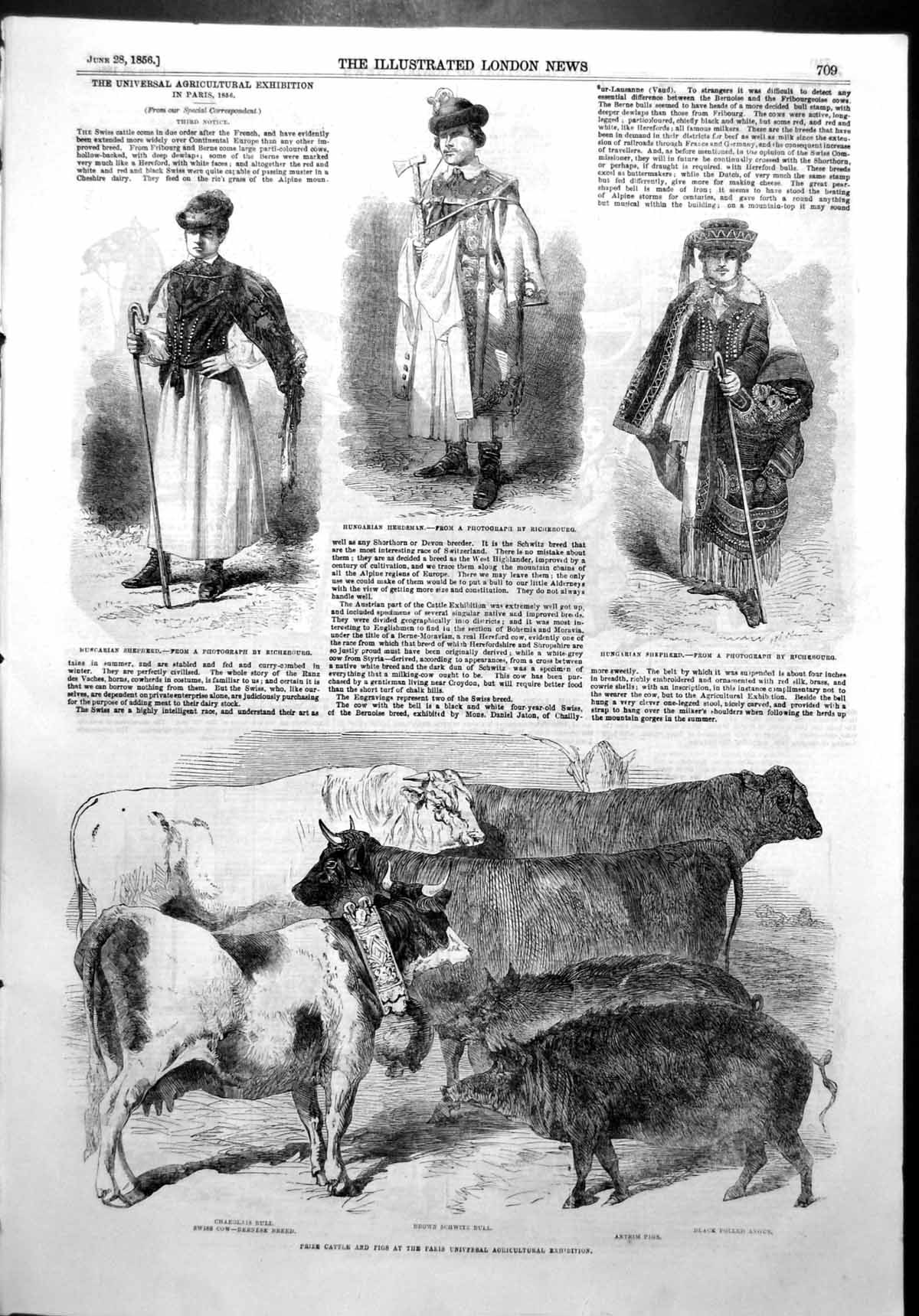 Antique Old Print Hungarian Shepherd Herdsman Prize Cattle Pigs Paris 1856 19th