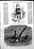 Old Antique Print Running Down Alfred Pagets Yacht Alma Dover Romeo 1856 19th