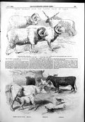 Antique Old Print Cattle Show Paris Prize Cattle Ayrshire Sheep Merino 1856
