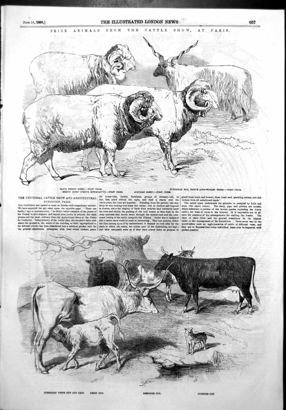 Antique Old Print Cattle Show Paris Prize Cattle Ayrshire Sheep Merino 1856
