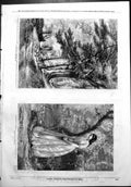 Antique Old Print Maidenhood G Hicks Entrance Fore Walk Wotton G Barnard 1856