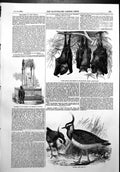 Antique Old Print Monument John Wesley Epworth Plovers Flying Foxes Zoo 1856