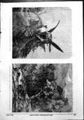 Antique Print Falcons Striking Kite J Wolf Ravine Glen Tilt W Bennett 1856 19th