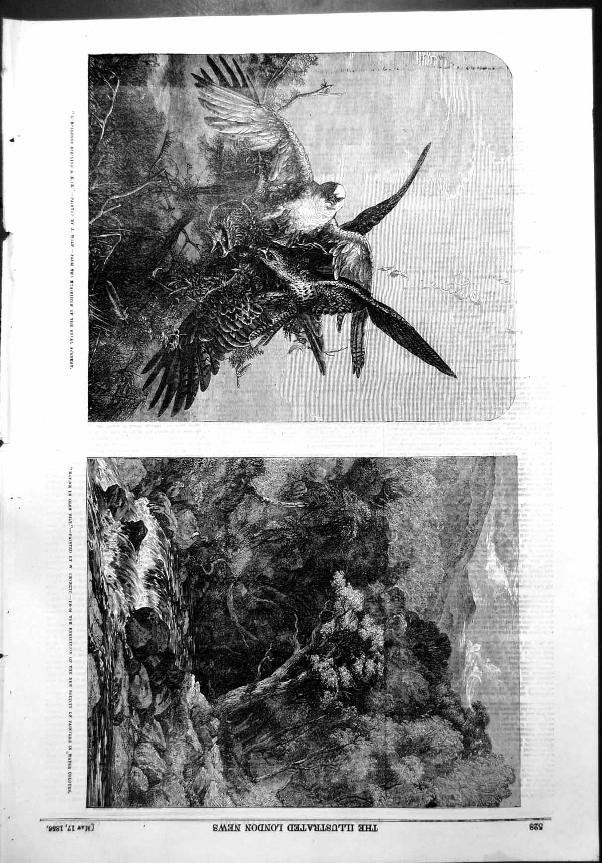 Antique Print Falcons Striking Kite J Wolf Ravine Glen Tilt W Bennett 1856 19th