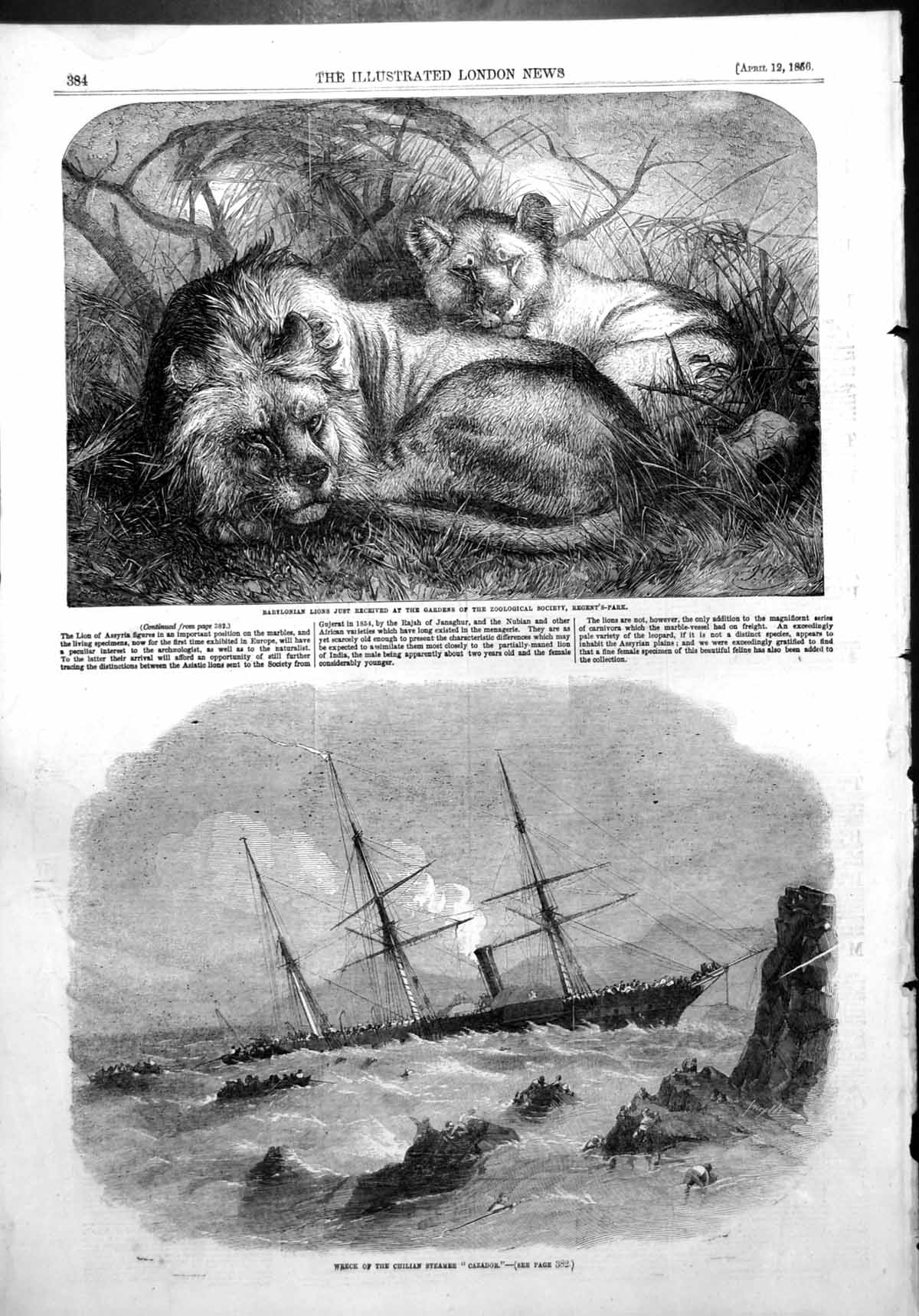 Old Antique Print Wreck Chilian Steamer Cazador Babylonian Lions Zoo 1856 19th