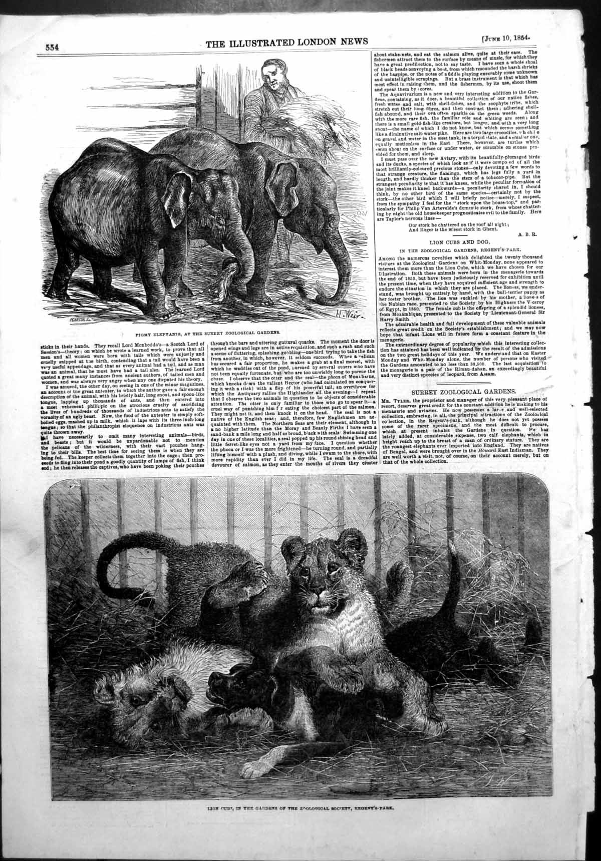 Antique Old Print Pigmy Elephants Surrey Zoo Lion Cubs Zoo Regents Park 1854