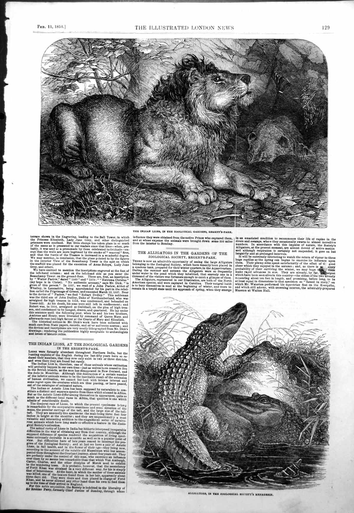 Antique Old Print Indian Lions Zoo Regents Park Alligators Zoo Managerie 1854