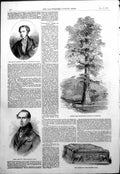 Antique Old Print Earl Carnarvon Baron Brunnow Gigantic Tree California 1854