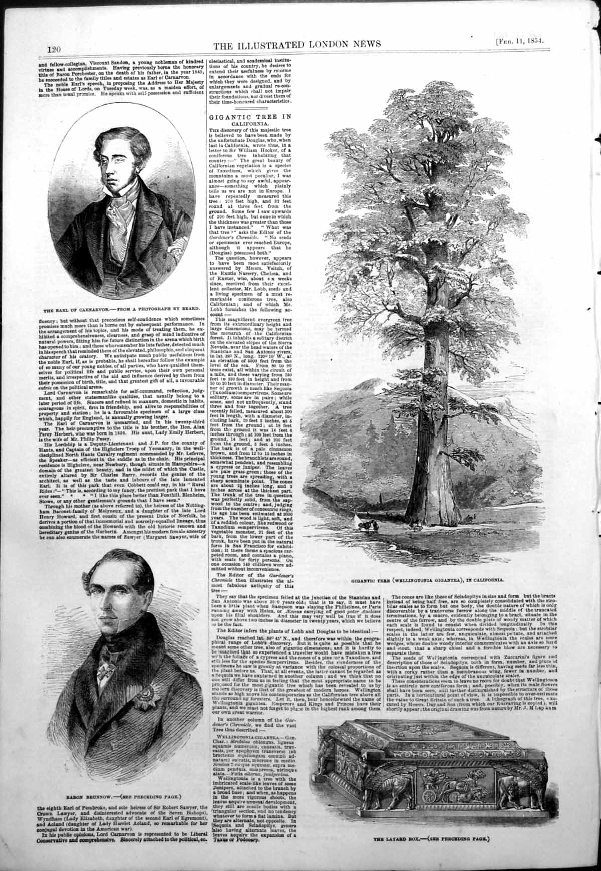 Antique Old Print Earl Carnarvon Baron Brunnow Gigantic Tree California 1854