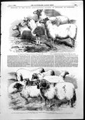 Antique Old Print Meeting Agricultural Society England Carlisle Ewes Ram 1855