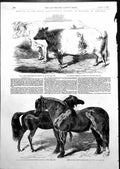 Old Meeting Agricultural Society England Carlisle Bull Stallion 1855 Victorian
