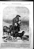 Antique Old Print Highland Shepherd R Ansdell Exhibition Royal Academy 1856