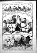 Antique Old Print London Poultry Show Prizes Cochin China Fowl Bantams 1853