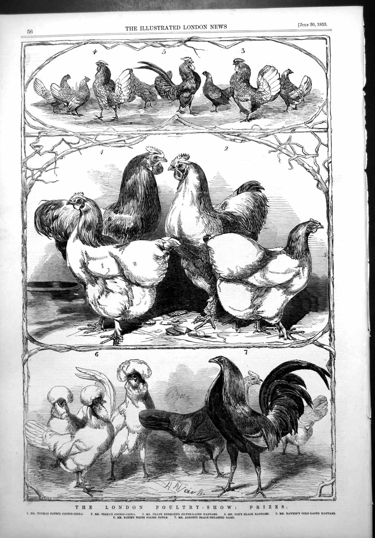 Antique Old Print London Poultry Show Prizes Cochin China Fowl Bantams 1853