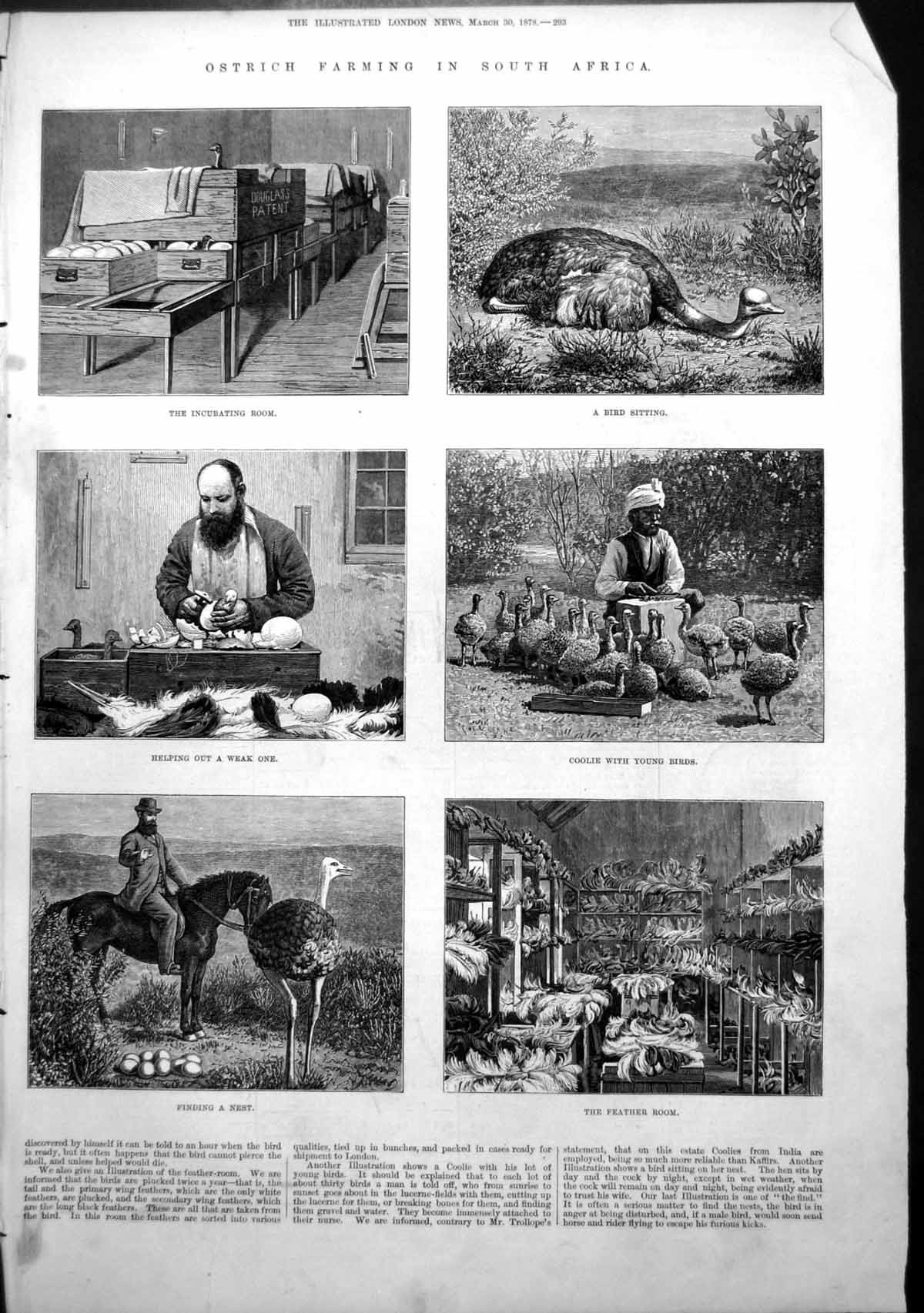 Old Antique Print Ostrich Farming South Africa Incubating Room Nest 1878 19th