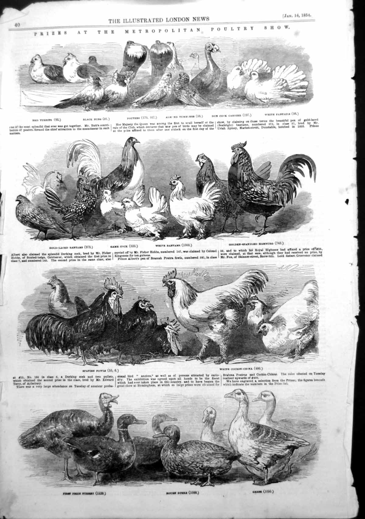 Antique Old Print Prizes Metropolitan Poultry Show Bantams Fowls Ducks 1854