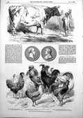 Old Antique Print Smithfield Cattle Show Poultry Show Large Rabbit 1853 19th