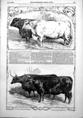 Antique Print Smithfield Club Prize Cattle American Thrashing Machine 1853 19th
