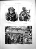 Antique Old Print Camp Manchester Working Lads Bowdon Tiger Chimp Zoo 1888 19th