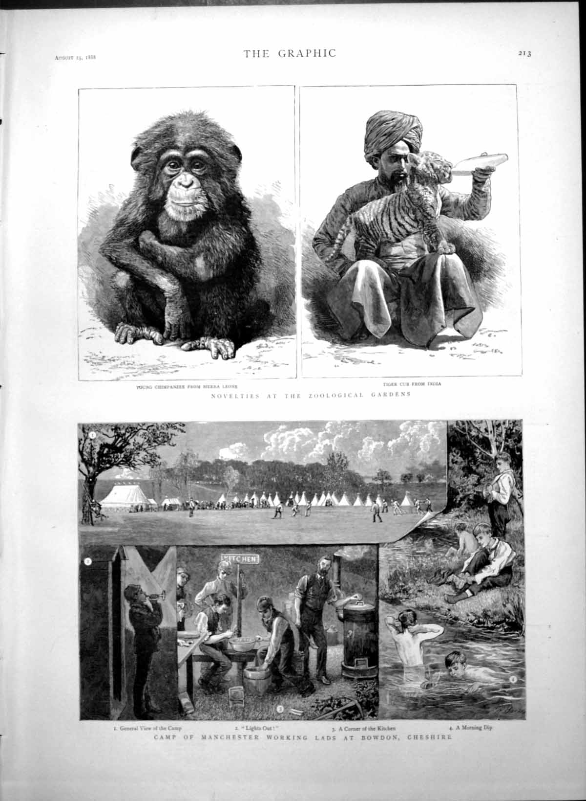 Antique Old Print Camp Manchester Working Lads Bowdon Tiger Chimp Zoo 1888 19th