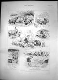 Antique Old Print Incidents Farmyard Life Kitten Swimming Pigs Hens Dog 1887