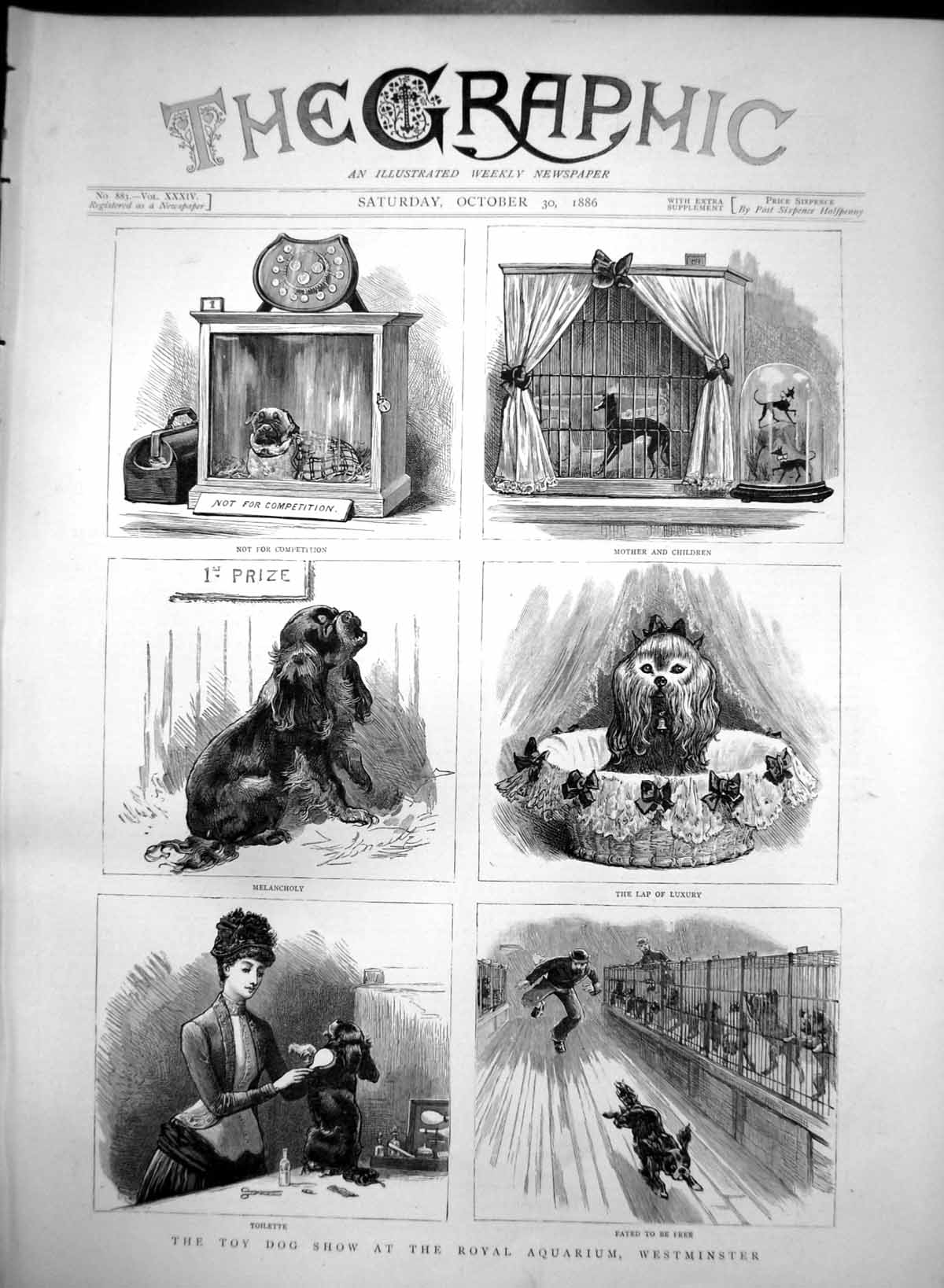 Original Old Antique Print Toy Dog Show Royal Aquarium Westminster Prizes 1886