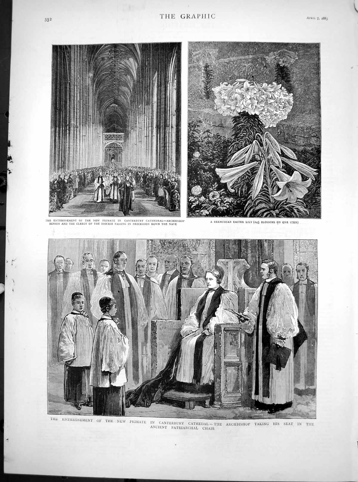 Antique Old Print Bermudian Easter Lily Enthronement Primate Canterbury 1883