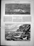 Old Print Boatswain Bird Mauritius Rescue Castaway Crew Heard Island1883 19th