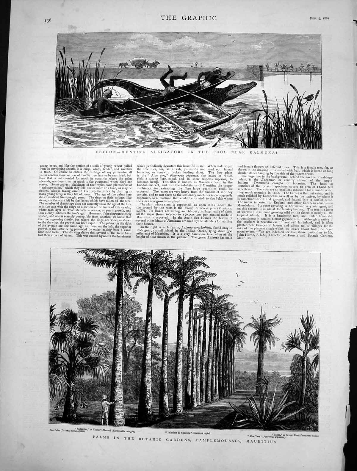 Antique Print Ceylon Hunting Alligators Palms Botanic Gardens Mauritius1881