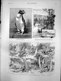 Antique Old Print Rock Hopper Penguin Man Tracking Bloodhounds Epping 1888 19th