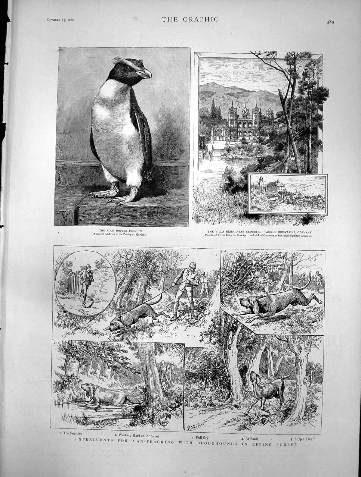Antique Old Print Rock Hopper Penguin Man Tracking Bloodhounds Epping 1888 19th