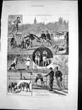 Original Old Antique Print Man Hunting London Parks Climbing Tree Hounds 1881