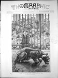 Old Print Boxing Day Zoo Cut Joint Paul Renouard Tiger Cage Children 1894 19th