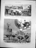 Antique Print Ostrich Farming Los Angeles Czar Peter Great Shipbuilder 1888