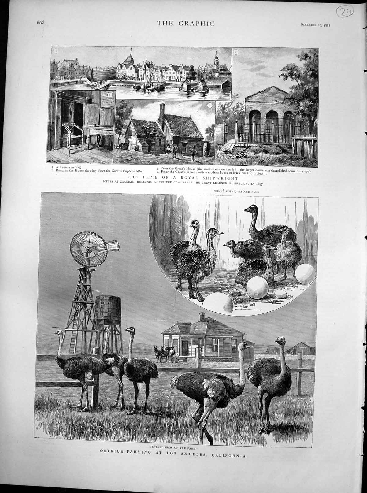 Antique Print Ostrich Farming Los Angeles Czar Peter Great Shipbuilder 1888