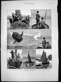 Antique Old Print Sun Fish Shooting Securing Take Coup De Grace Homeward 1883