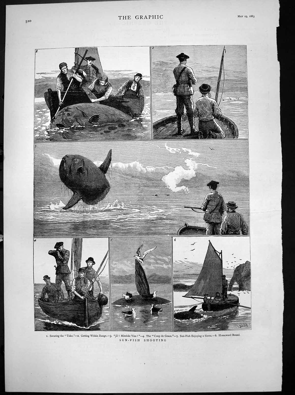 Antique Old Print Sun Fish Shooting Securing Take Coup De Grace Homeward 1883