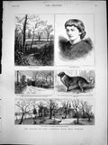 Old Antique Print Attack Lady Florence Dixie Windsor St Bernard Dog 1883 19th