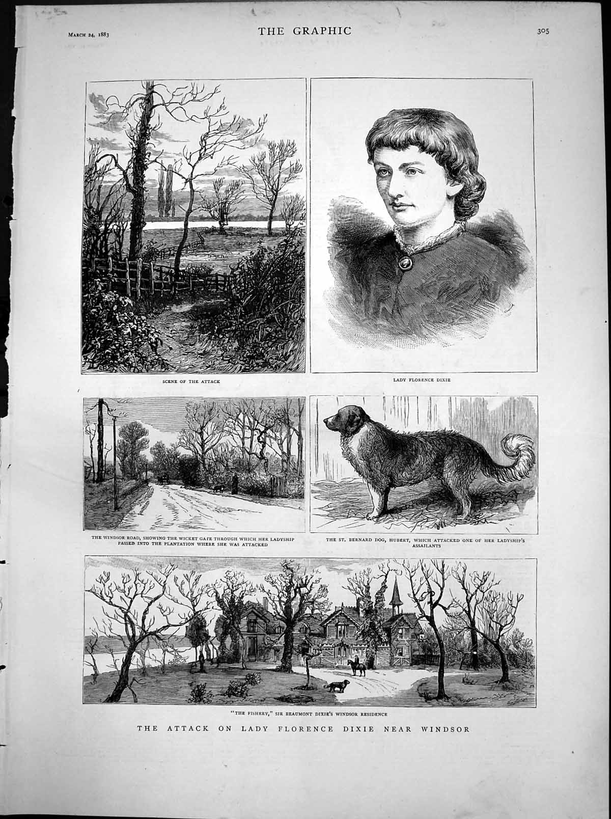 Old Antique Print Attack Lady Florence Dixie Windsor St Bernard Dog 1883 19th