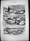 Antique Print Lord Ilchesters Swannery Abbotsbury Dorset Nesting Fleet 1883