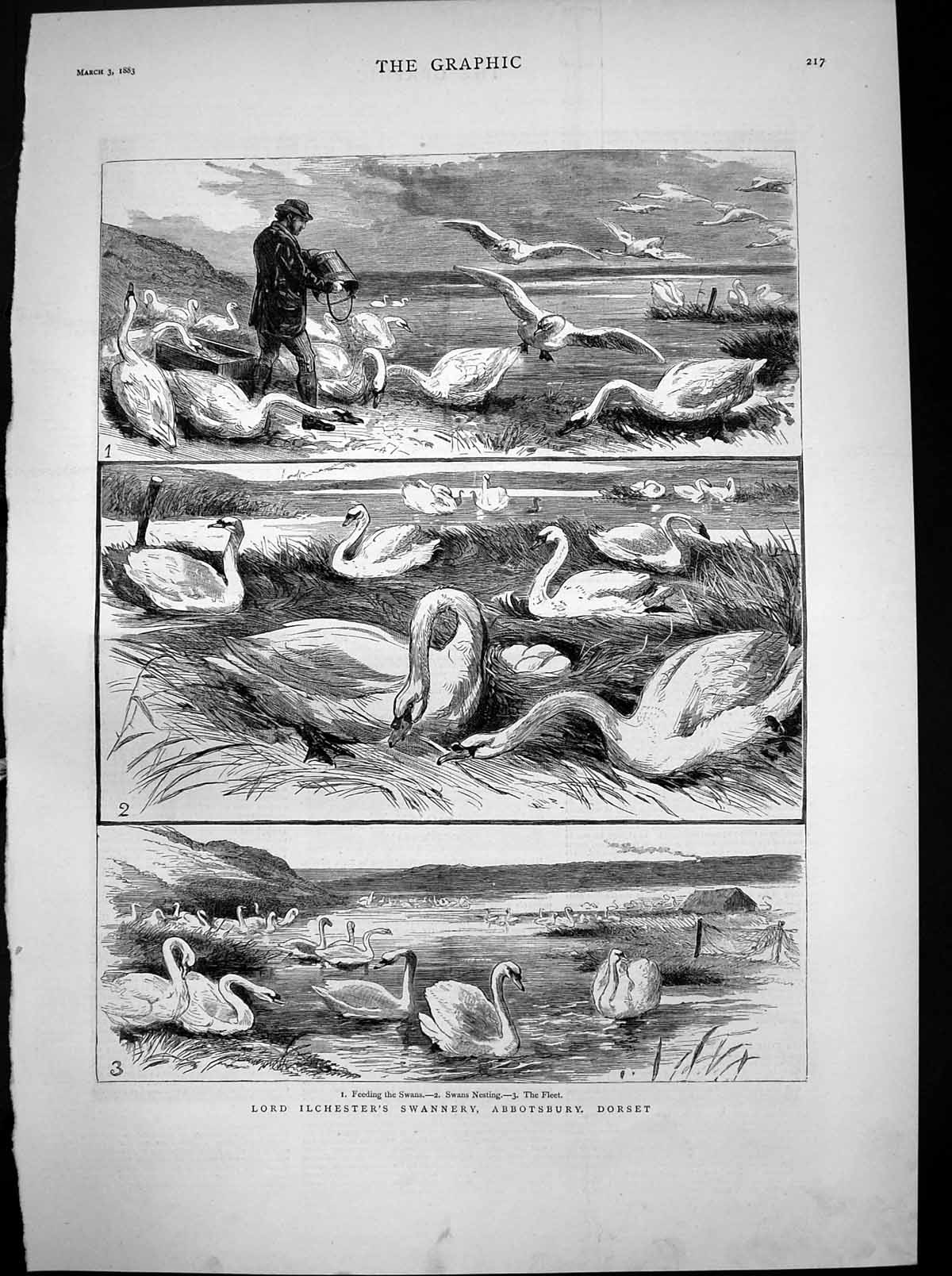 Antique Print Lord Ilchesters Swannery Abbotsbury Dorset Nesting Fleet 1883
