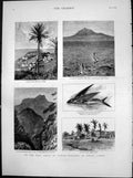 Antique Print West Coast Africa Madeira Sierra Leone Funchal Teneriffe 1883