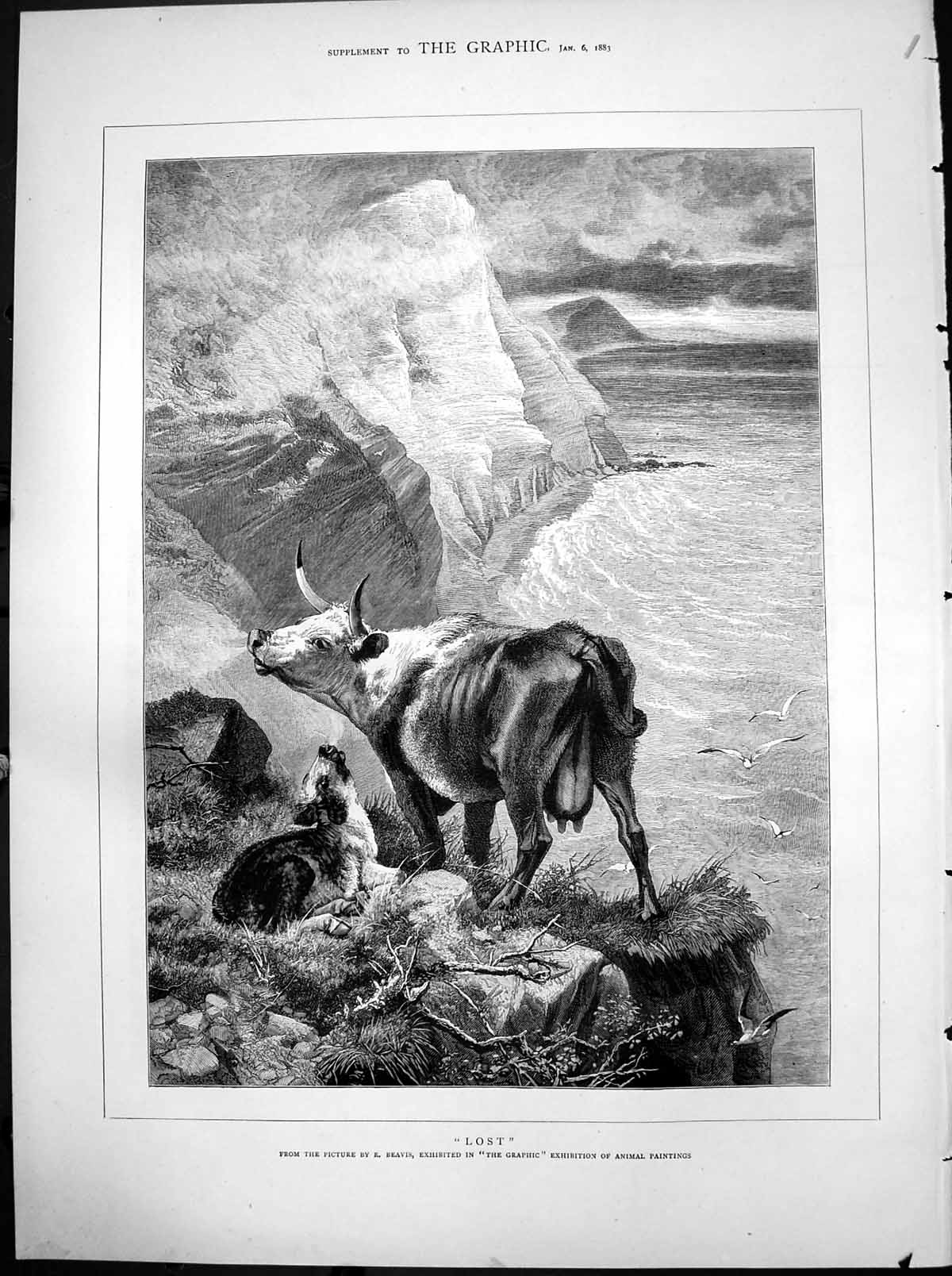 Old Print Lost R Beavis Cow Calf Cliff Top Graphic Exhibition Animal 1883 19th
