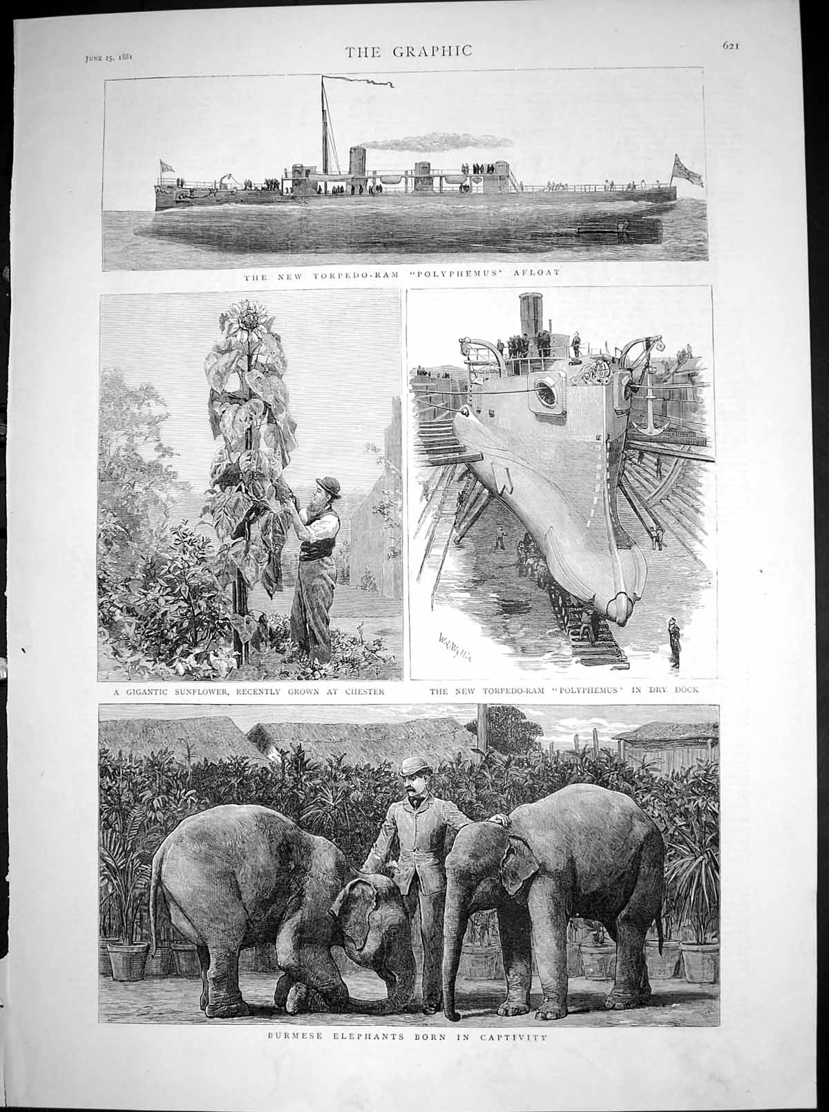 Old Antique Print Torpedo Ram Polyphemus Burmese Elephants Captivity 1881 19th