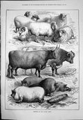 Original Old Antique Print Winners Cattle Show Rh Moore Sheep Cattle Pigs 1876