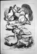 Old Print Prize Poultry Crystal Palace Turkeys Cockerels Ducks Doves 1876 19th
