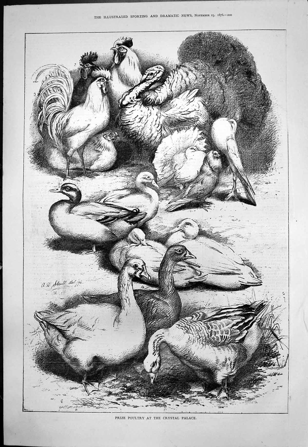 Old Print Prize Poultry Crystal Palace Turkeys Cockerels Ducks Doves 1876 19th