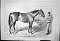 Old Fathers English Stud Blue Gown Sturgess Horse Stable Handler 1876 Victorian