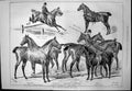 Antique Print Mr B Chennells Hunters Hacks Grey Gelding Carriage Horse 1876