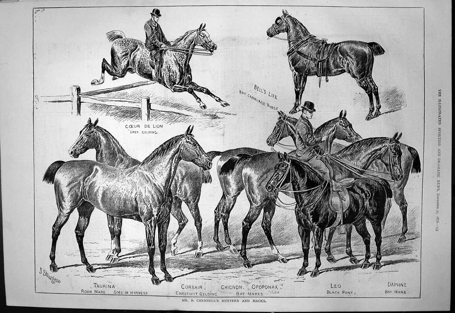 Antique Print Mr B Chennells Hunters Hacks Grey Gelding Carriage Horse 1876